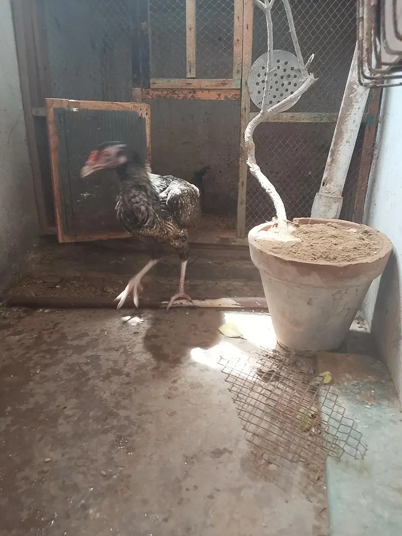 aseel sath mora 2 murge aik murgi — photo 7