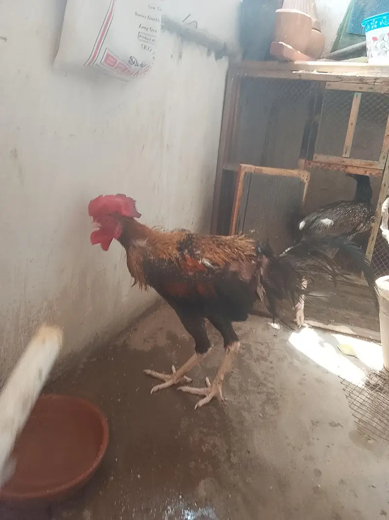 aseel sath mora 2 murge aik murgi — photo 8