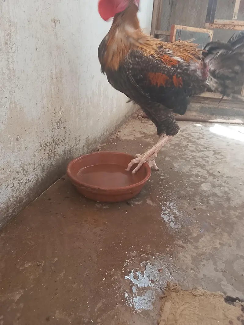 aseel sath mora 2 murge aik murgi — photo 10