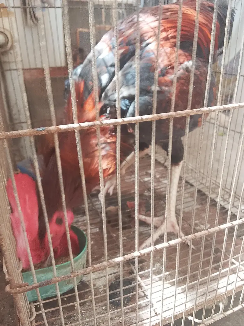 aseel sath mora 2 murge aik murgi — photo 11