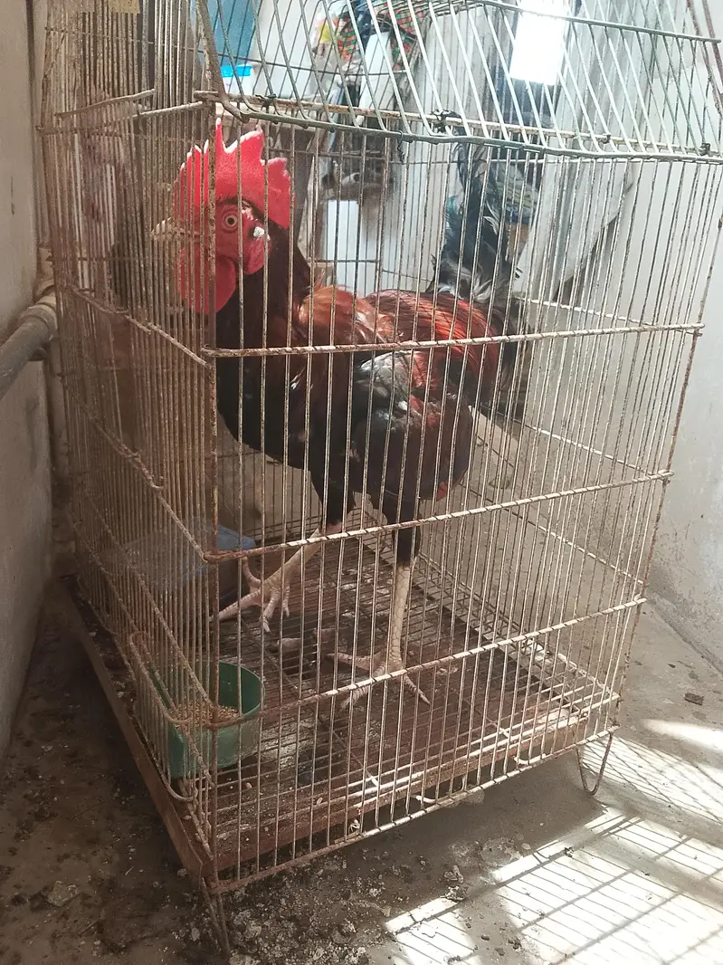 aseel sath mora 2 murge aik murgi — photo 12