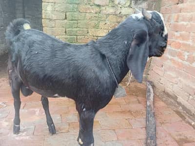 dogla desi hai ghr ki bareed hai