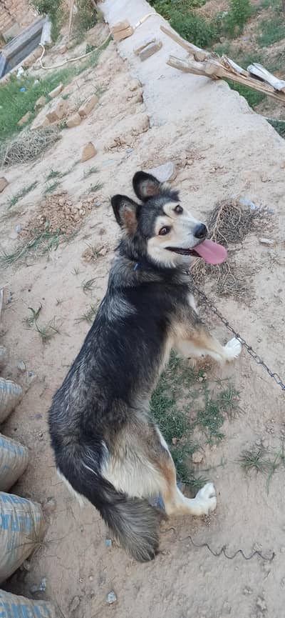 husky