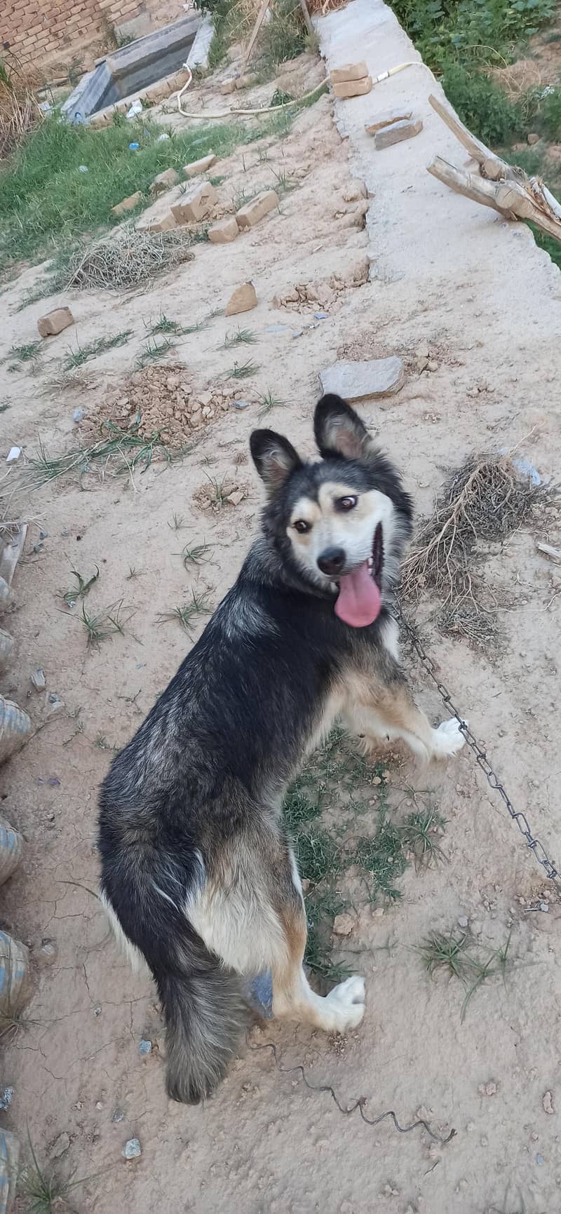 husky 1