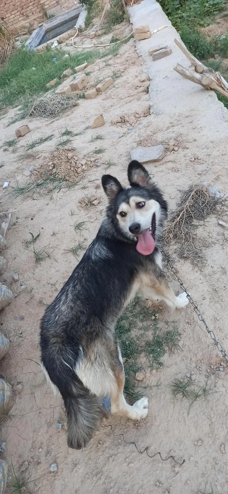 husky — photo 2