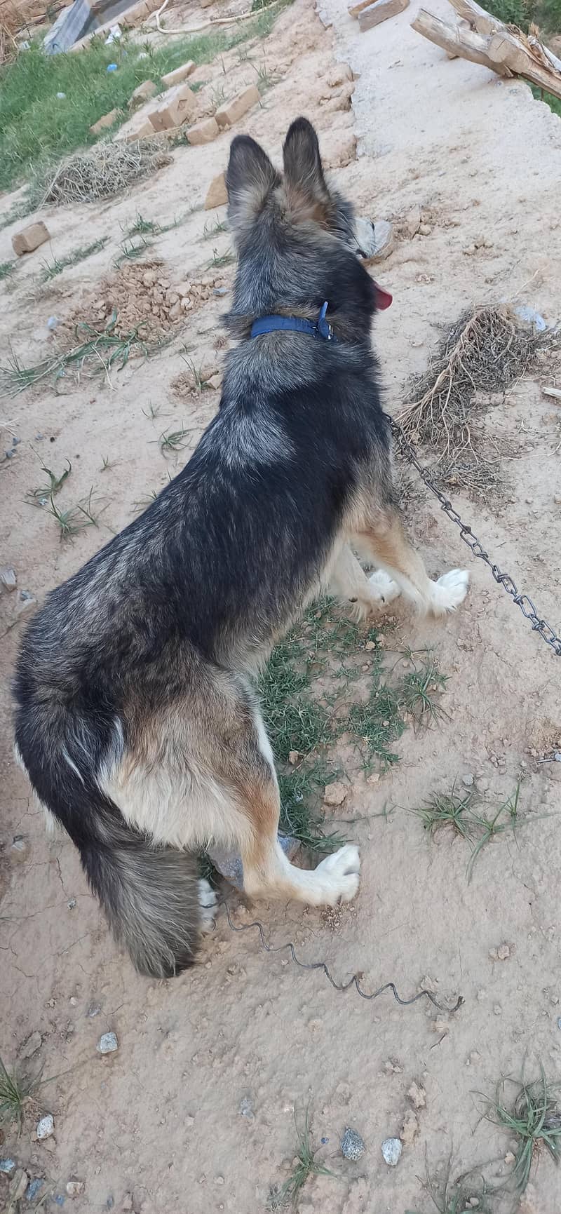 husky 2