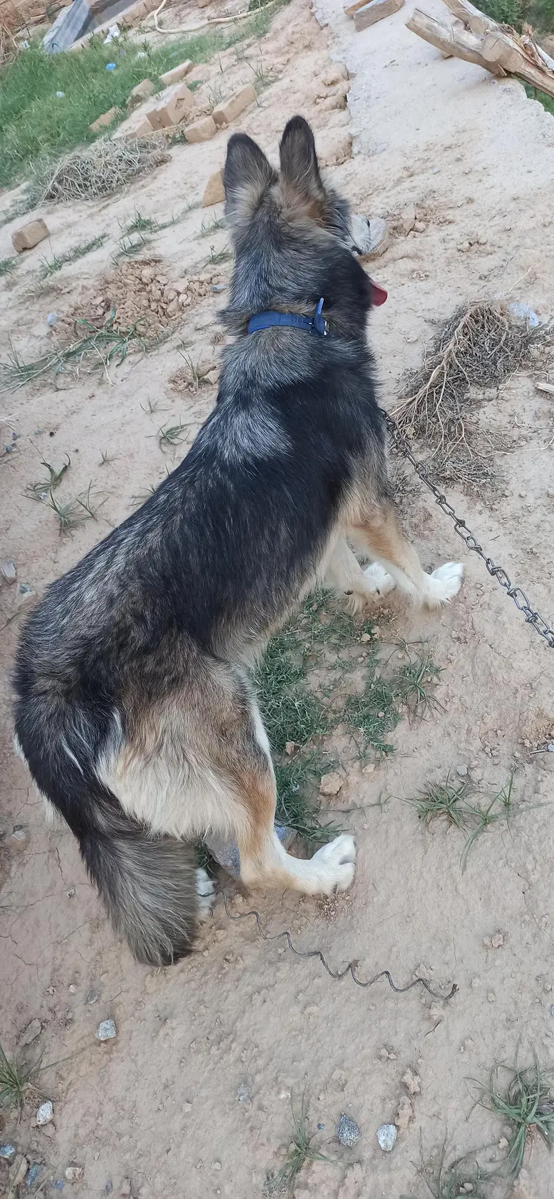 husky — photo 3