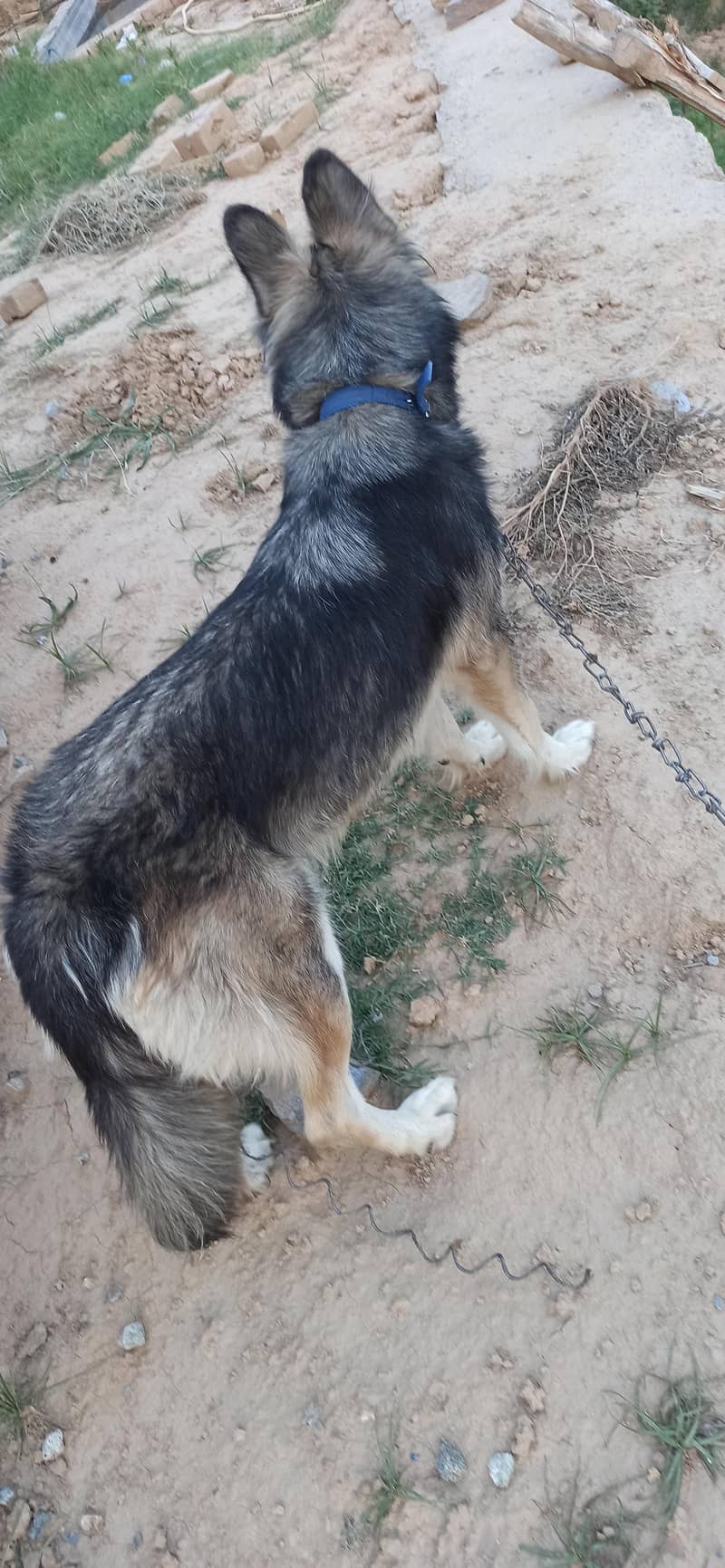 husky 3