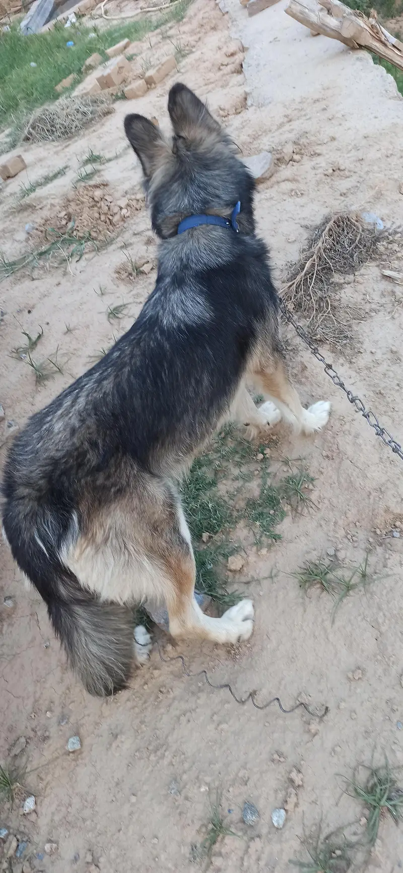 husky — photo 4