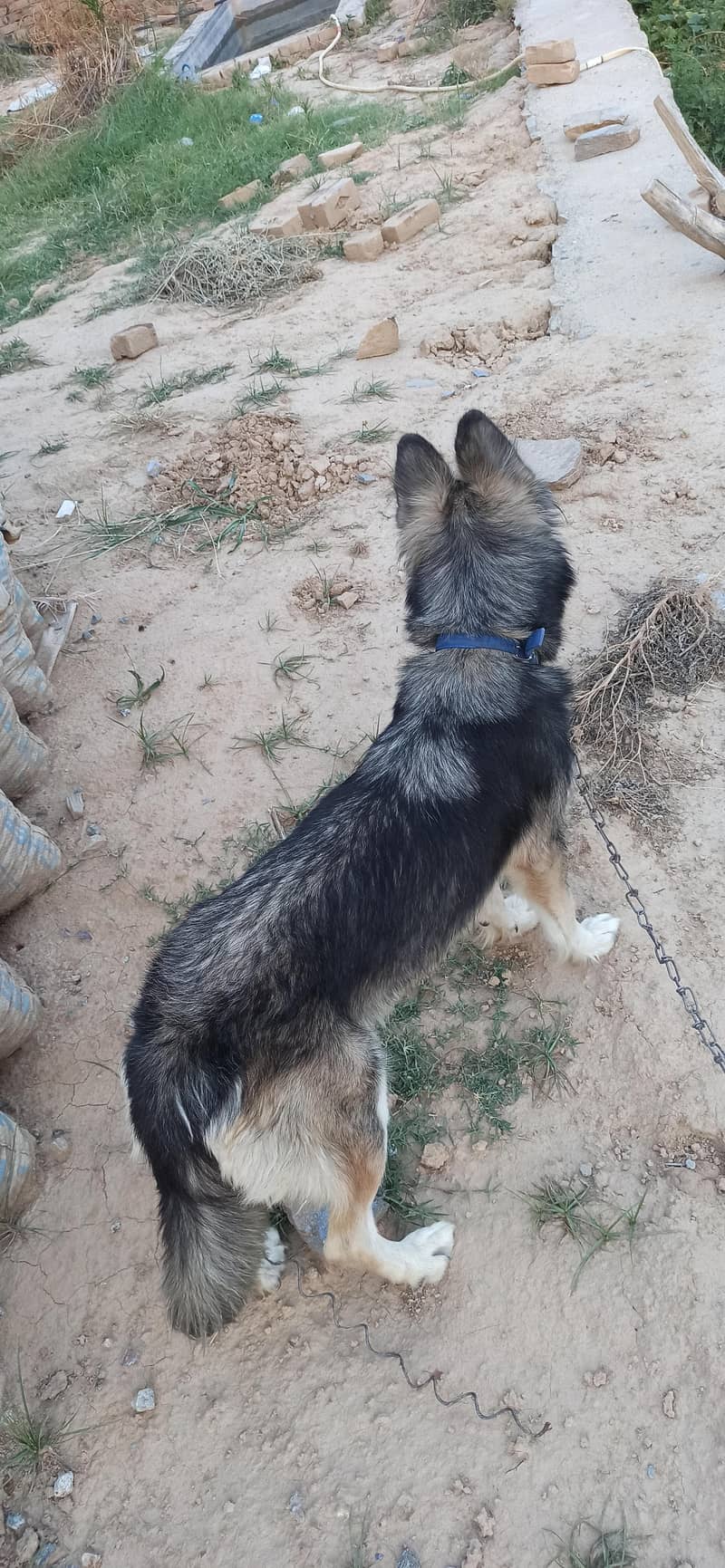 husky 4