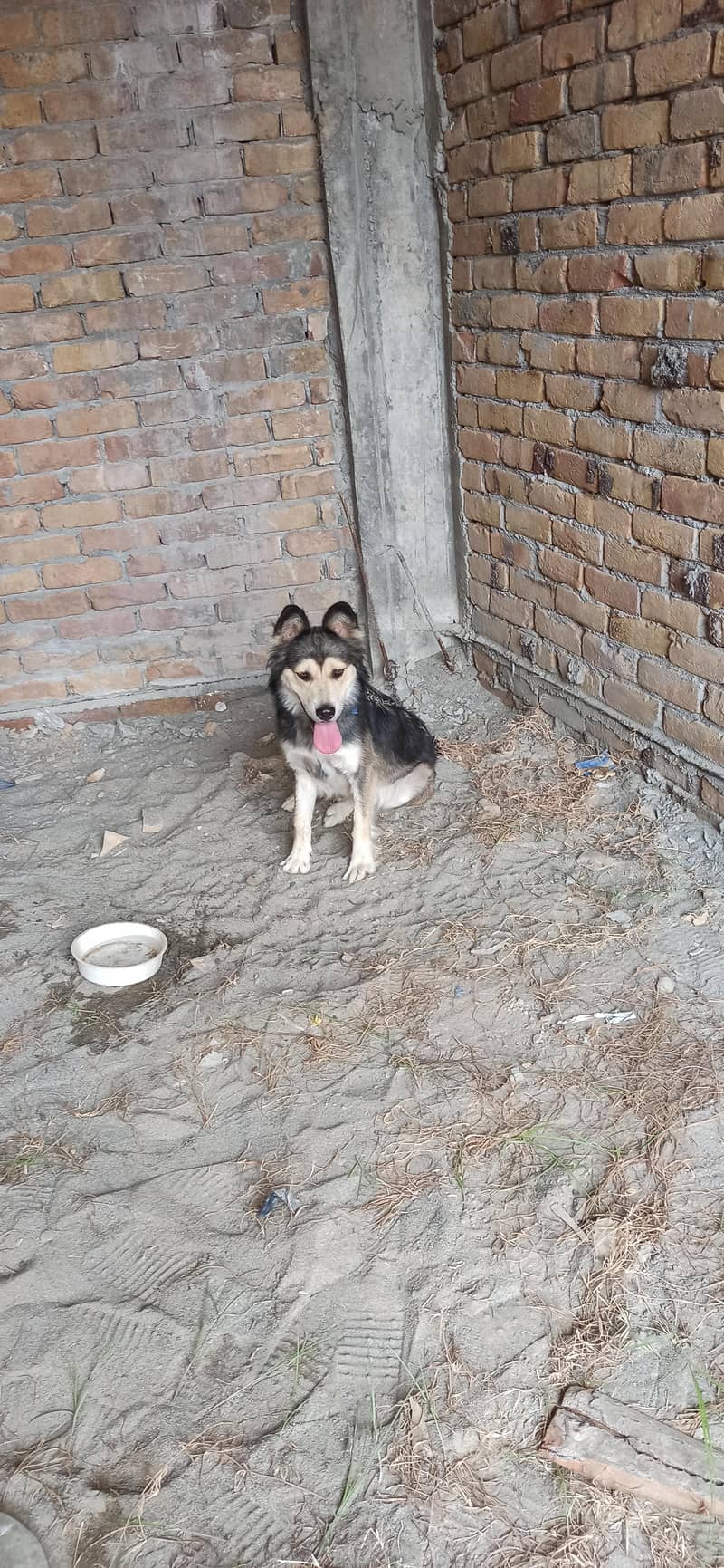 husky 5