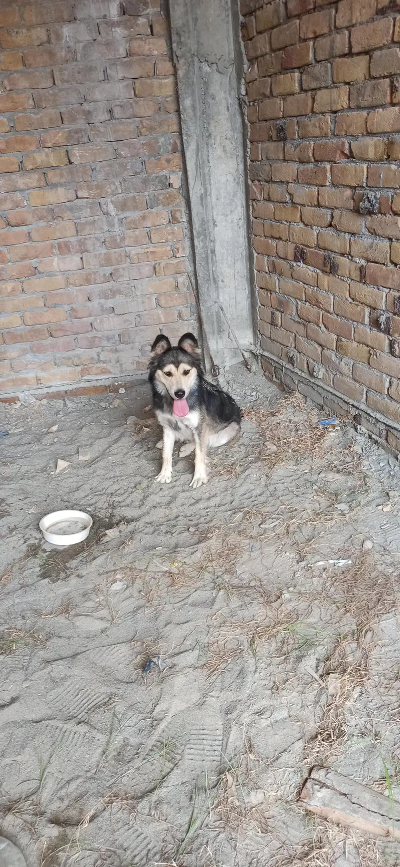 husky — photo 6
