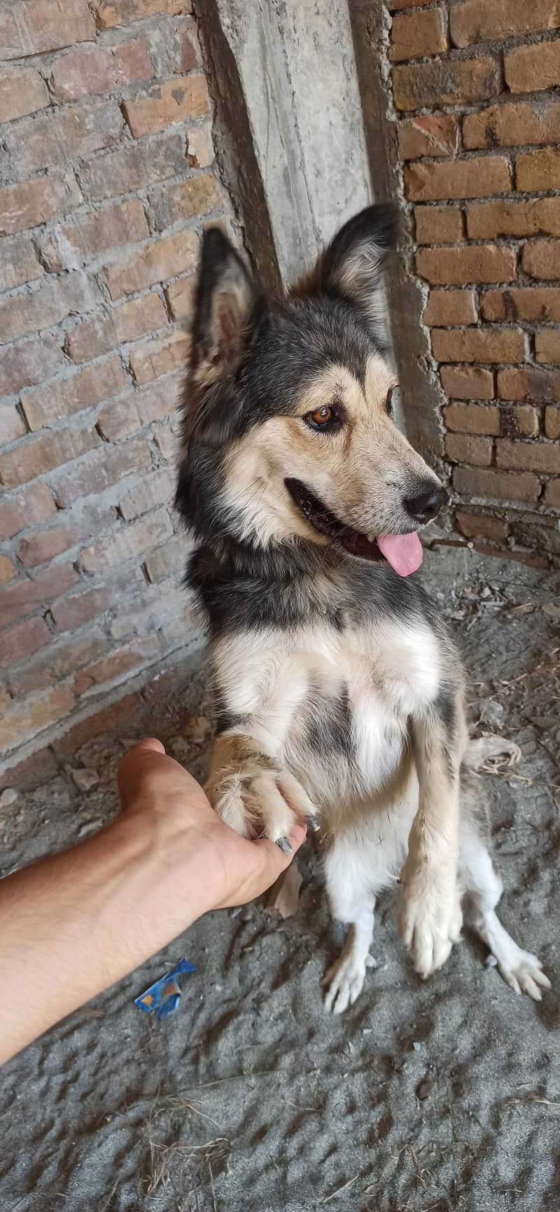 husky 6