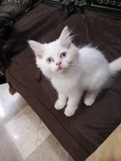Persian Kitten for Sale with Food