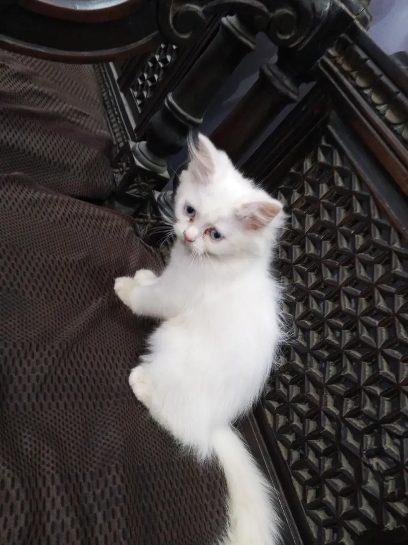 Persian Kitten for Sale with Food — photo 2
