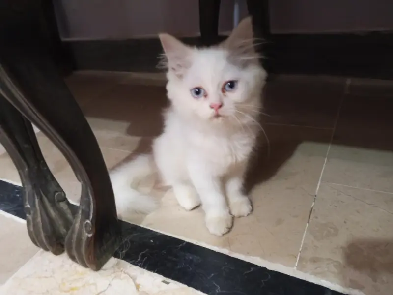 Persian Kitten for Sale with Food — photo 3