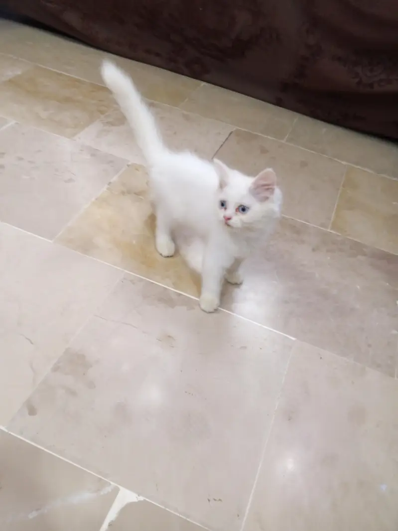 Persian Kitten for Sale with Food — photo 4
