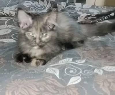 persian cat/odd eyes/friendly/litter trained/white color/multi color