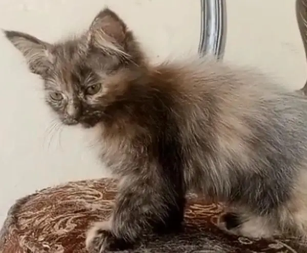 persian cat/odd eyes/friendly/litter trained/white color/multi color — photo 5