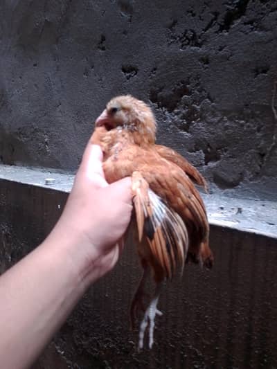 hen for sale