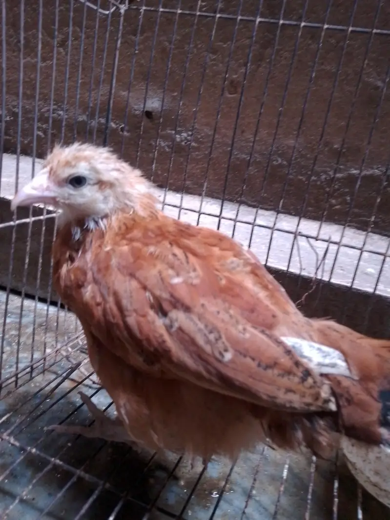 hen for sale — photo 2