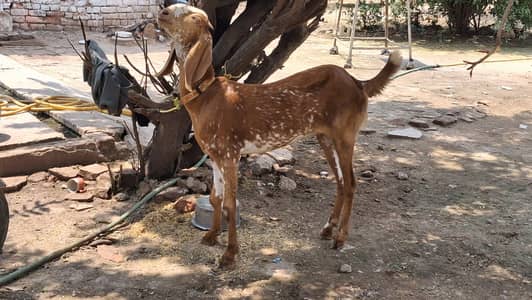 Makhi chini Goat 2 danth