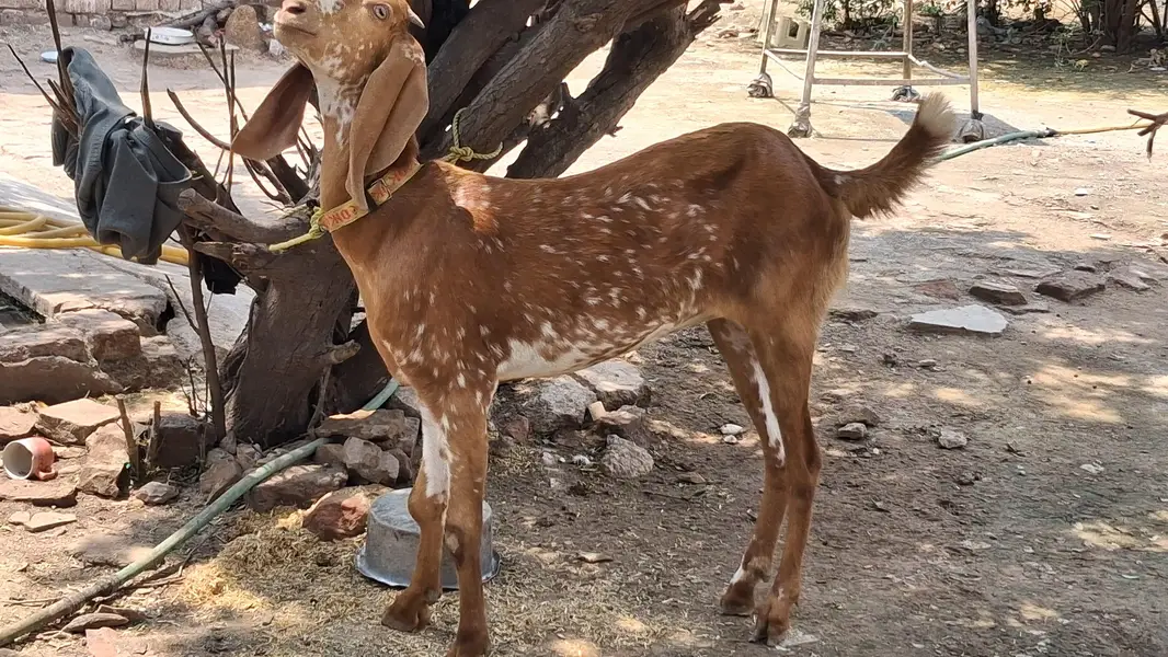 Makhi chini Goat 2 danth — photo 2