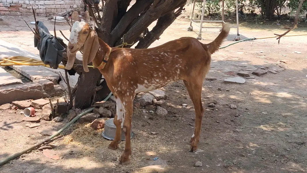 Makhi chini Goat 2 danth — photo 3