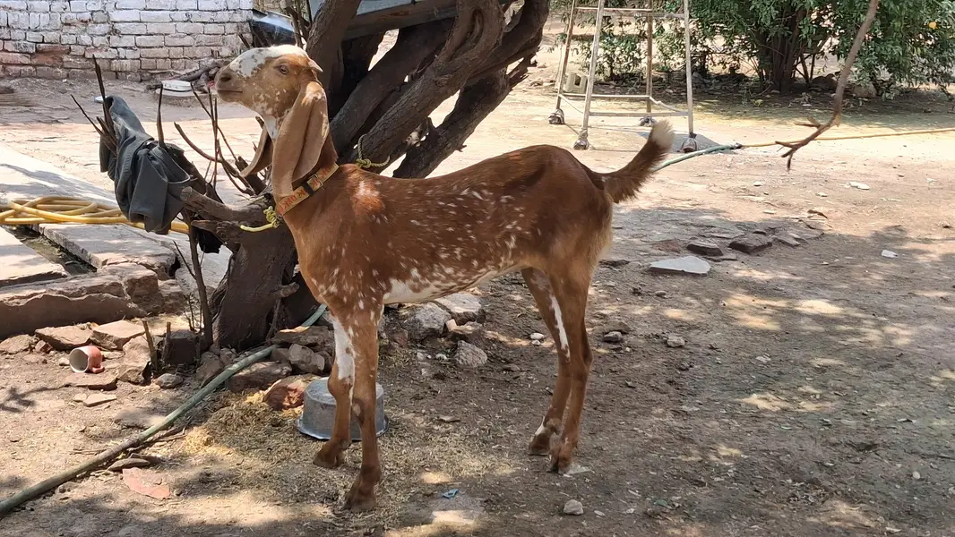 Makhi chini Goat 2 danth — photo 4