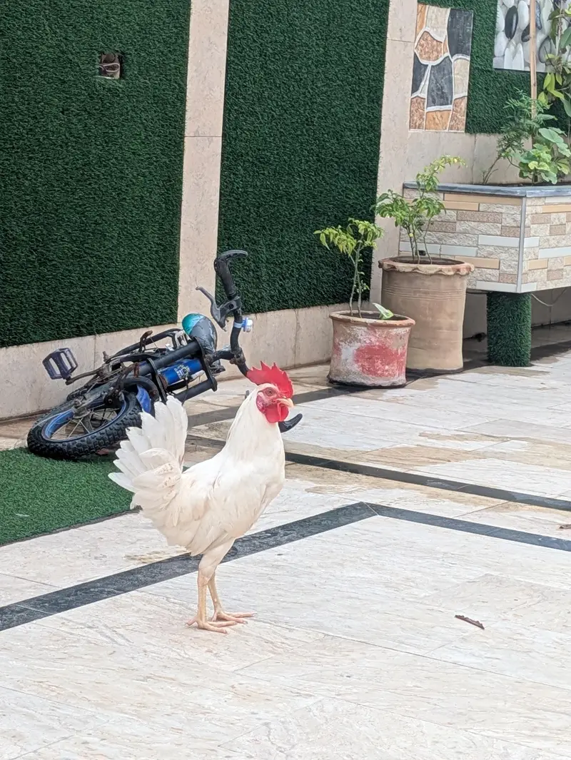active Desi male for sell — photo 2