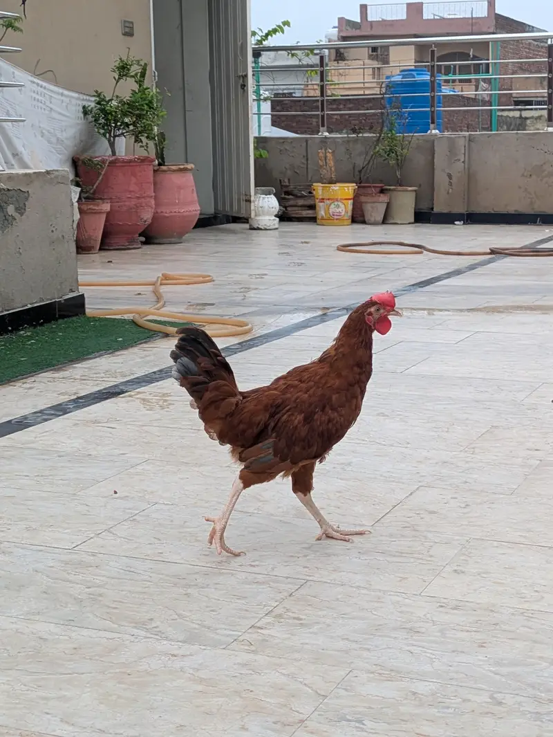 active Desi male for sell — photo 5