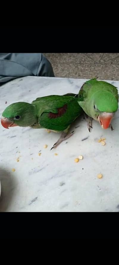 raw parrots chiks single and pair available