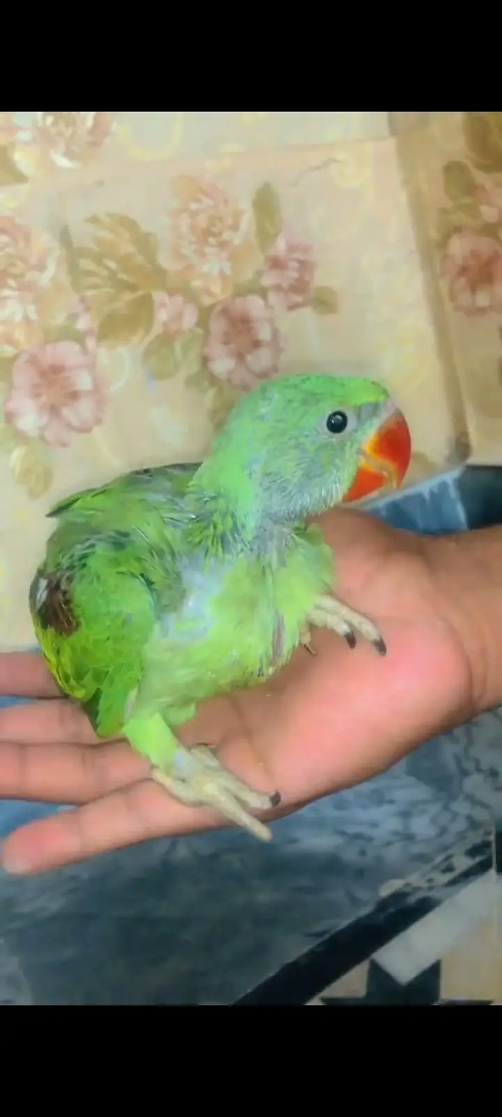 raw parrots chiks single and pair available — photo 2