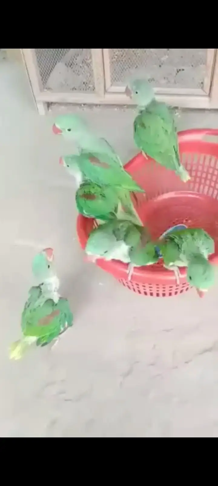 raw parrots chiks single and pair available — photo 3