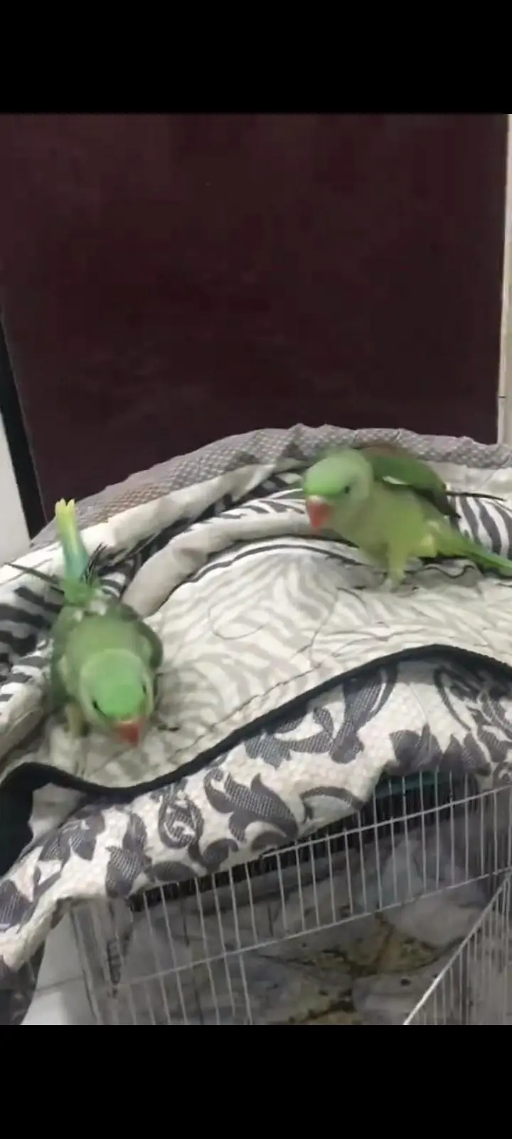 raw parrots chiks single and pair available — photo 4