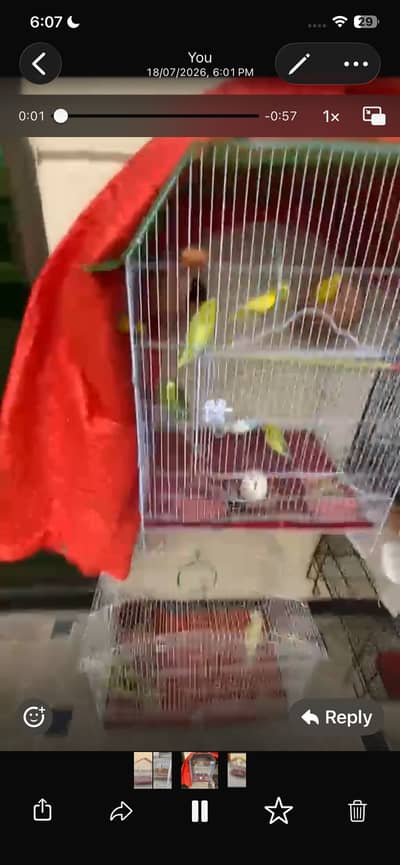 Parrots hens pigeons cages for sell