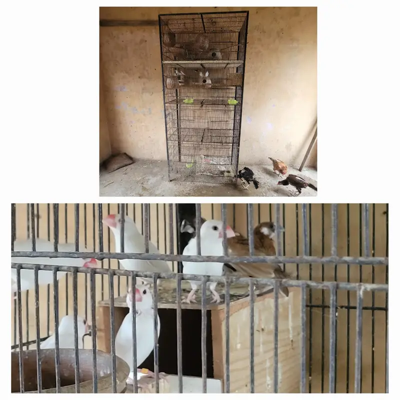 Aseel mianwali pairs + All setup — photo 5