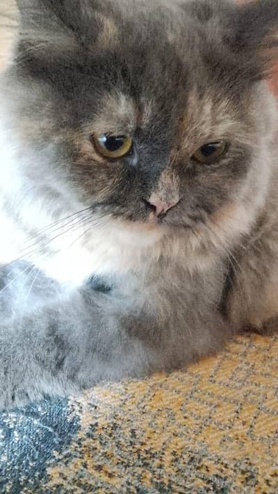 Grey Mixed Color Kitten  Cute Grey Mix Kitten