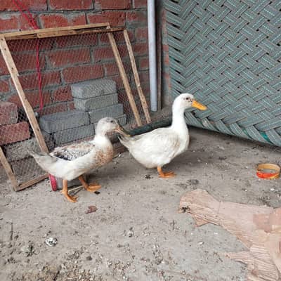 Healthy White Ducks Pair for Sale | Active & Healthy