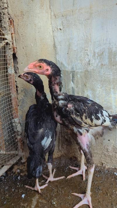 Pair for sale he 03112776005