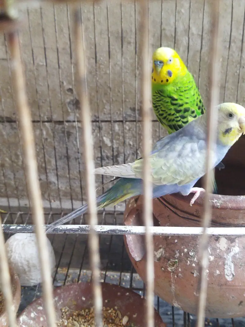 mithu parrot talking and hand tame pulm headed long and buddies pairs — photo 6