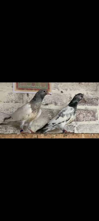 Breeder Pair | Royal Teddy | Golden | pathe | kabotar | kabooter fly