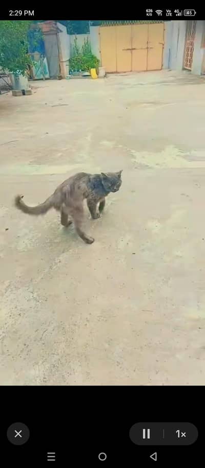 persian male cat available
