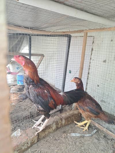 Aseel Mianwali 1 male 2 female
