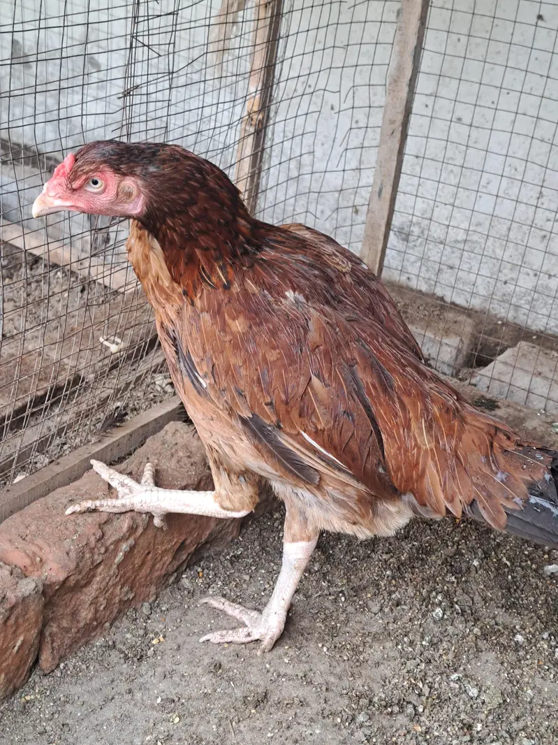 Aseel Mianwali 1 male 2 female — photo 2