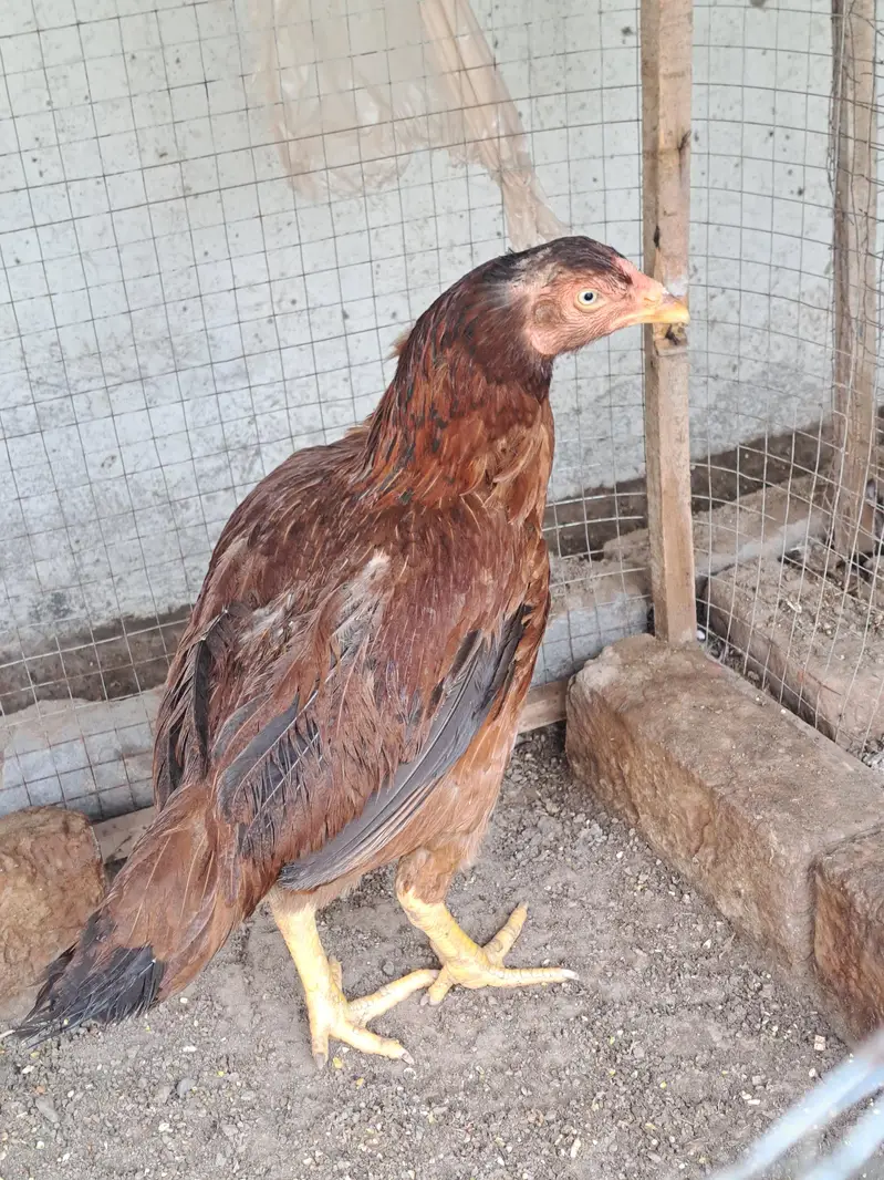 Aseel Mianwali 1 male 2 female — photo 3