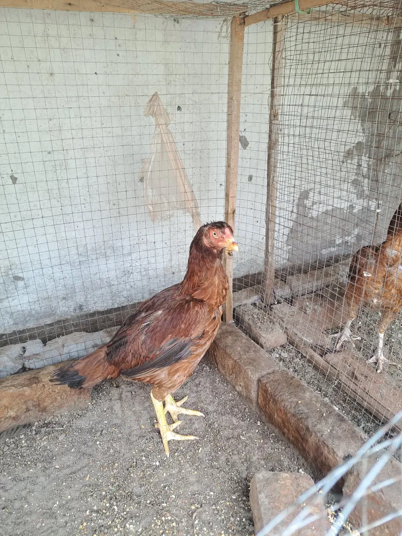 Aseel Mianwali 1 male 2 female — photo 4