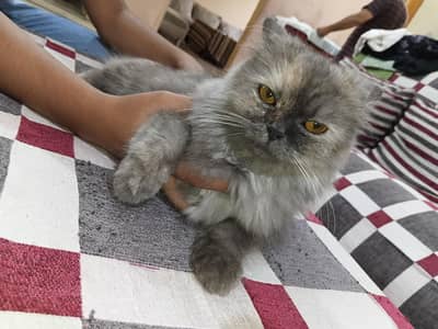 Urgent Sale 03333359200
