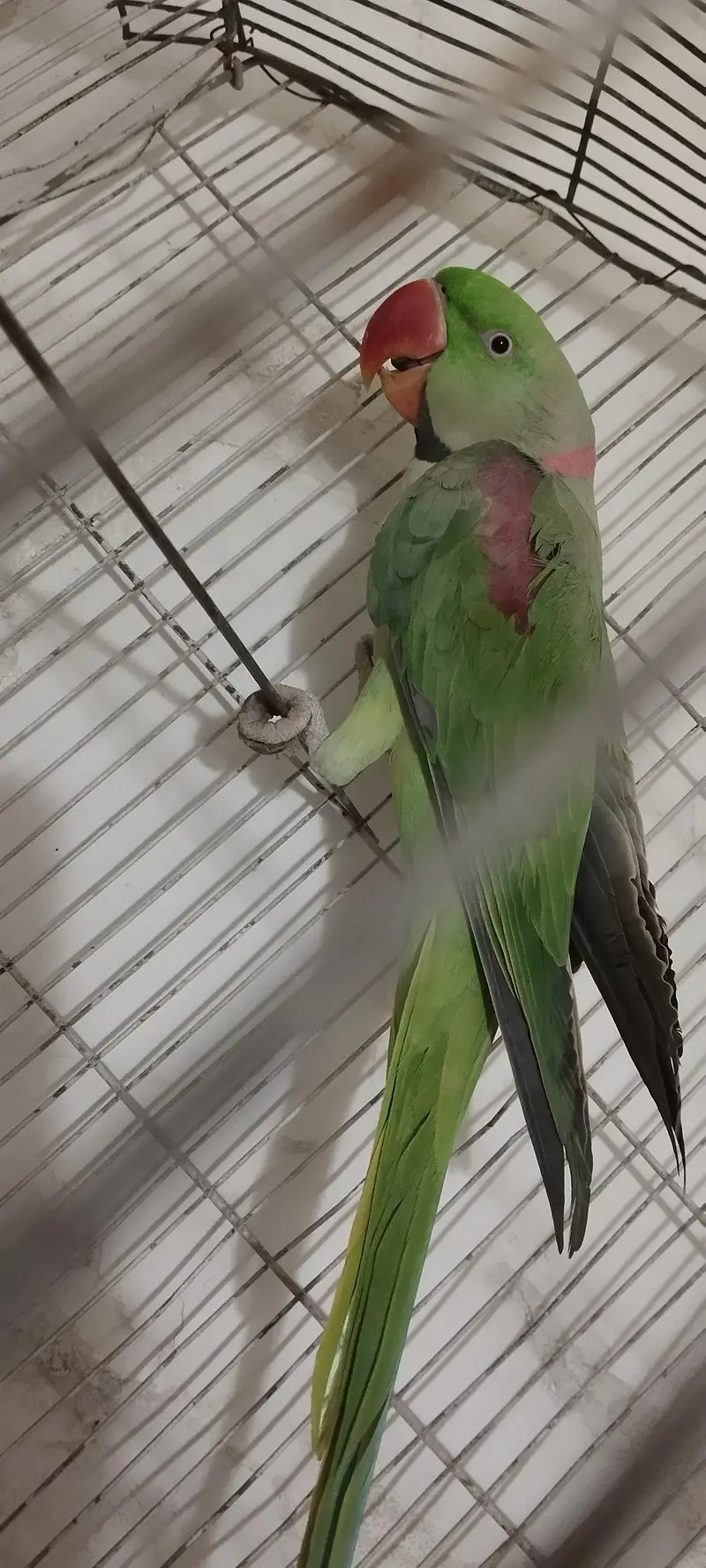 Pahari Kashmiri raw parrot male hand tamed and talkative — photo 2