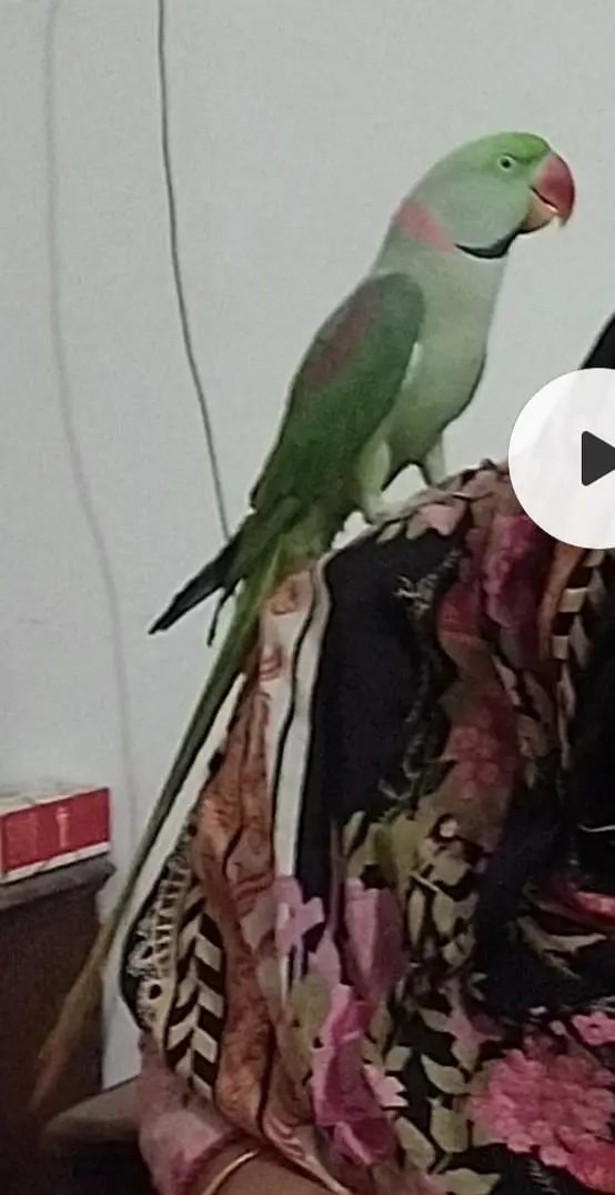 Pahari Kashmiri raw parrot male hand tamed and talkative — photo 3